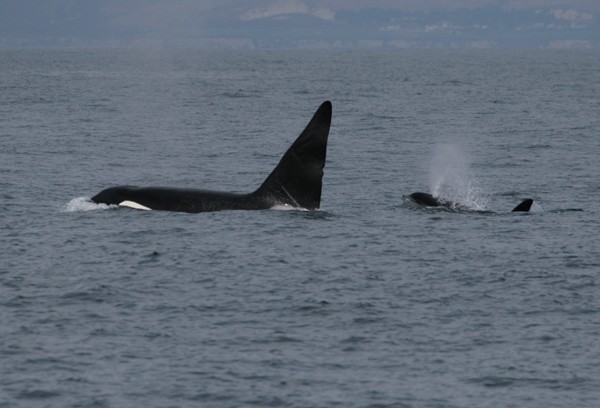 Killer Whale